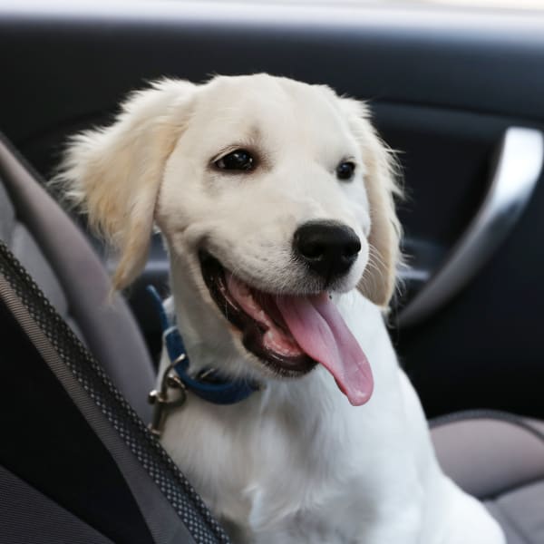 A dog sitting in a car